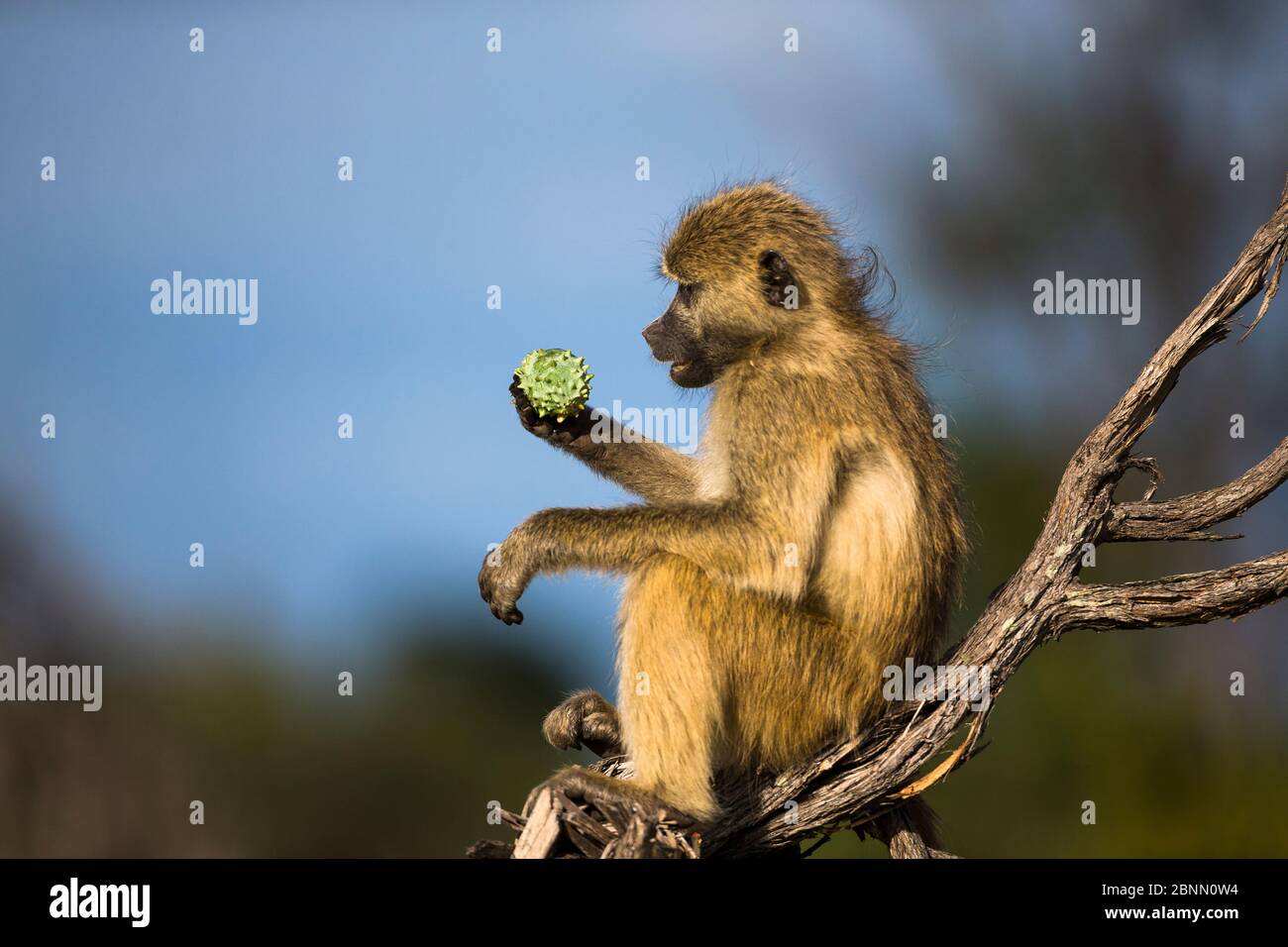 Chacma baboon (Papio cynocephallus ursinus) in dead tree eating wild ...