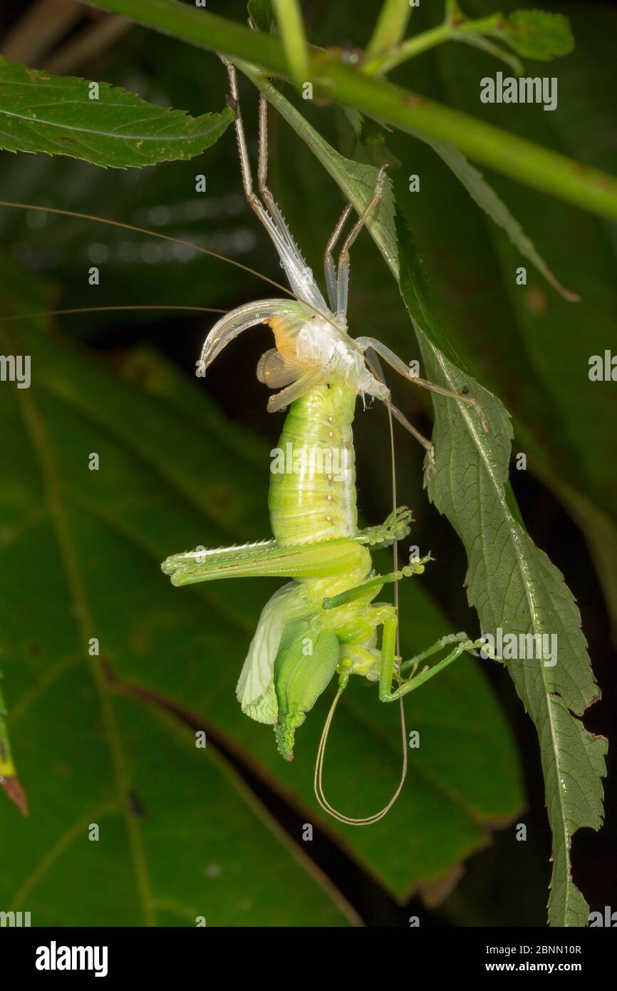 Leaf-mimic katydid (probably Aegimia elongata) undergoing its final moult,  Costa Rica. Stock Photo