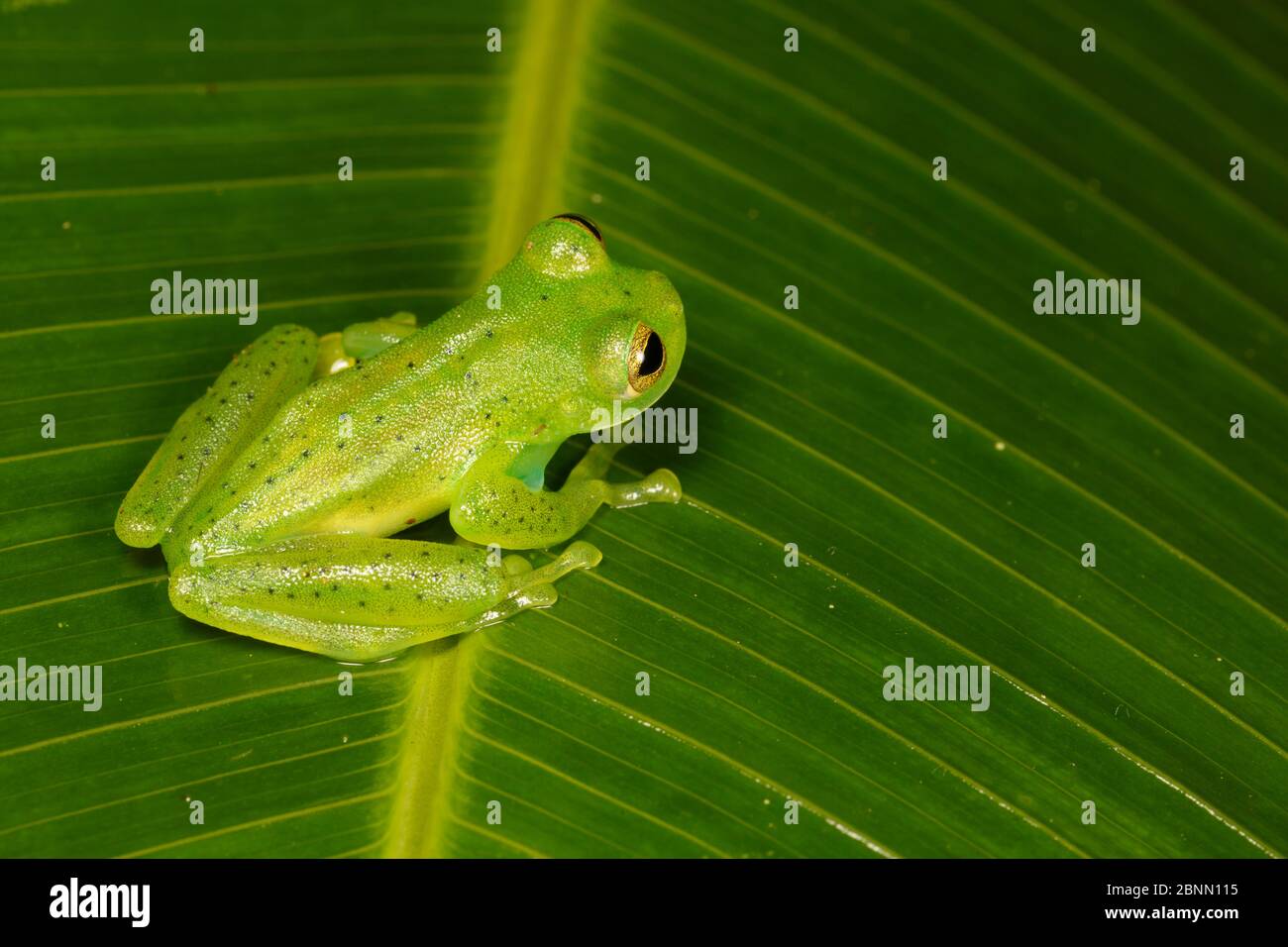 Centrolene prosoblepon hi-res stock photography and images - Alamy