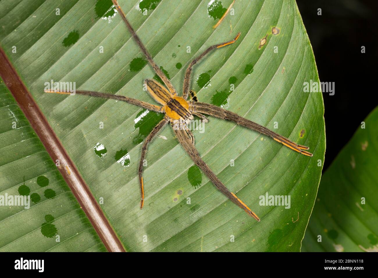 Nocturnal wandering spider (Cupiennius getazi) El Arenal region, Costa
