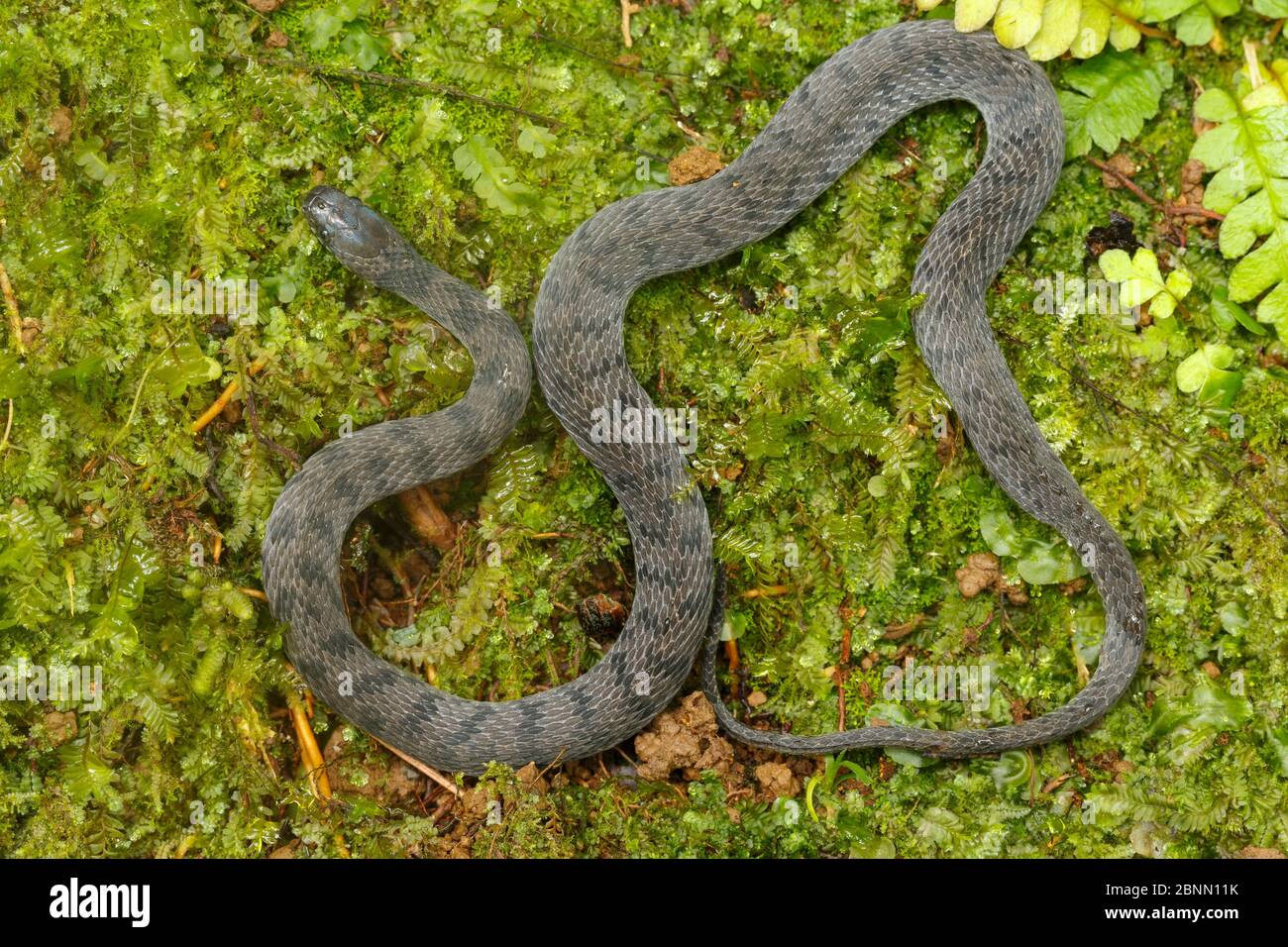 Spotted coffee snake (Ninia maculata) near Turrialba, Cartago Province, Costa Rica Stock Photo