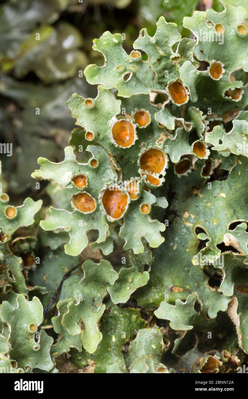 Lichen (Lobariella sp), Sevegre National Reserve, Costa Rica. Focus-stacked image Stock Photo