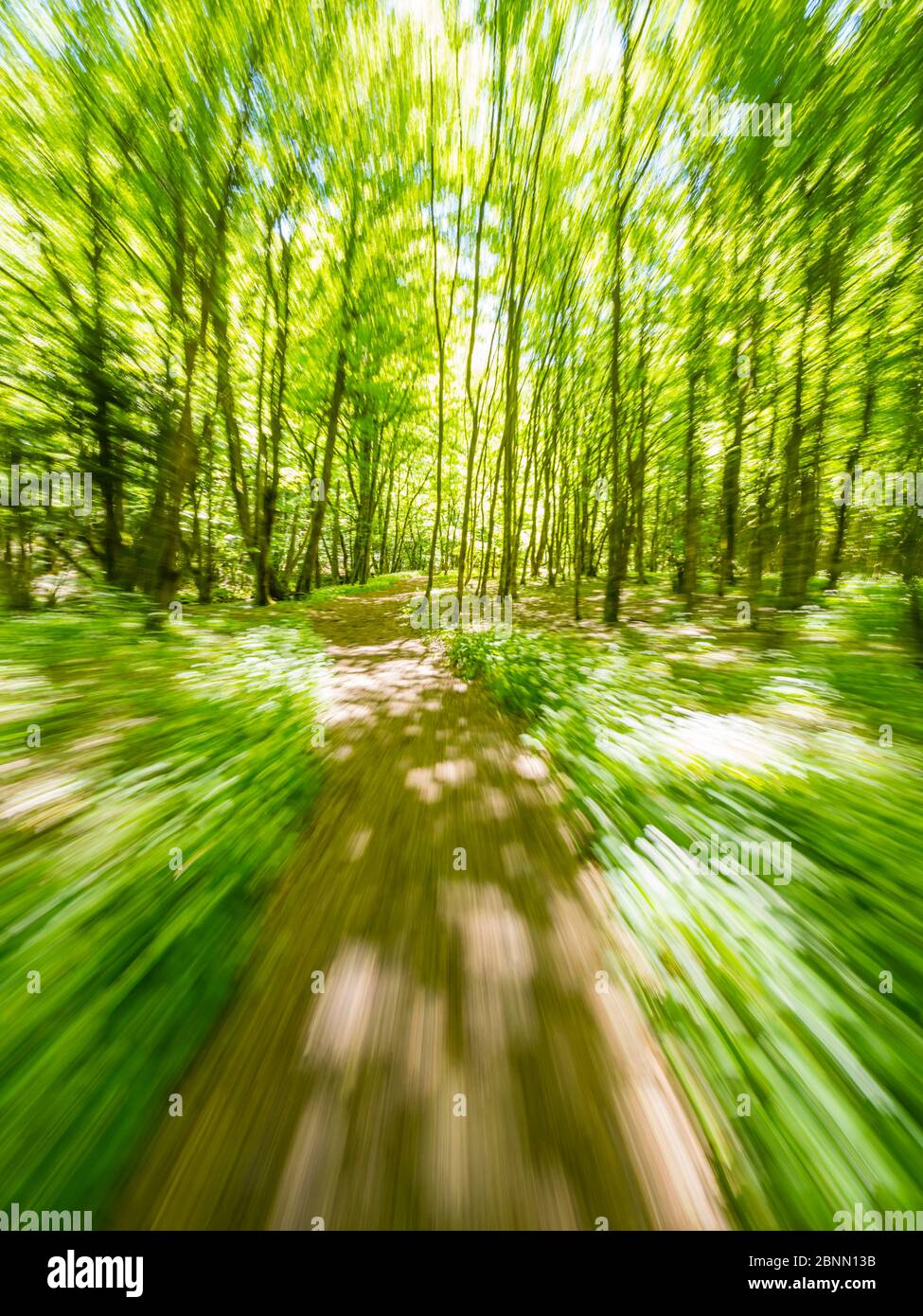 Stunning Spring Green nature color in forest while running simulated sprinter run intentionally blurry trail foottrail Zeleni vir Skrad Croatia Europe Stock Photo