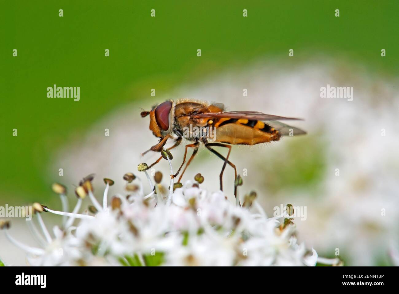 Hover fly feeding on flower.  Alaska Stock Photo