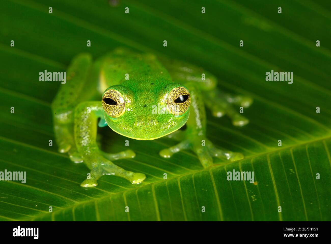 Emerald glass frog hires stock photography and images Alamy