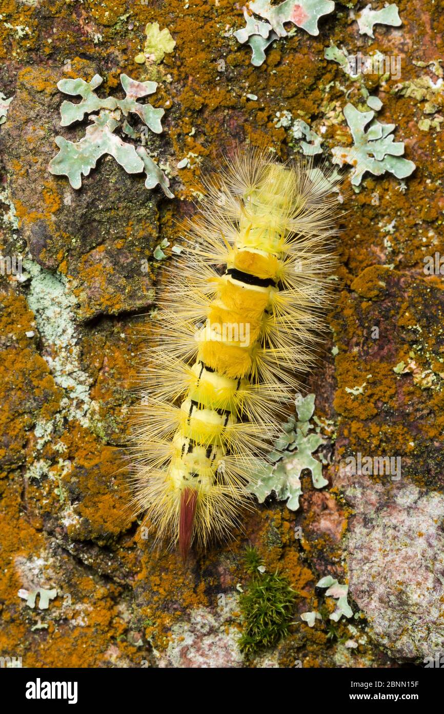 pale-tussock-moth-caterpillar-calliteara-pudibunda-longshaw-north