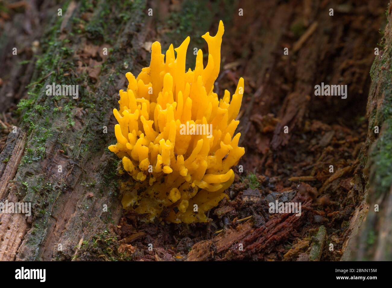 Yellow stagshorn fungus (Calocera viscosa), Ecclesall Woods, Sheffield, South Yorkshire, England, UK, October. Stock Photo