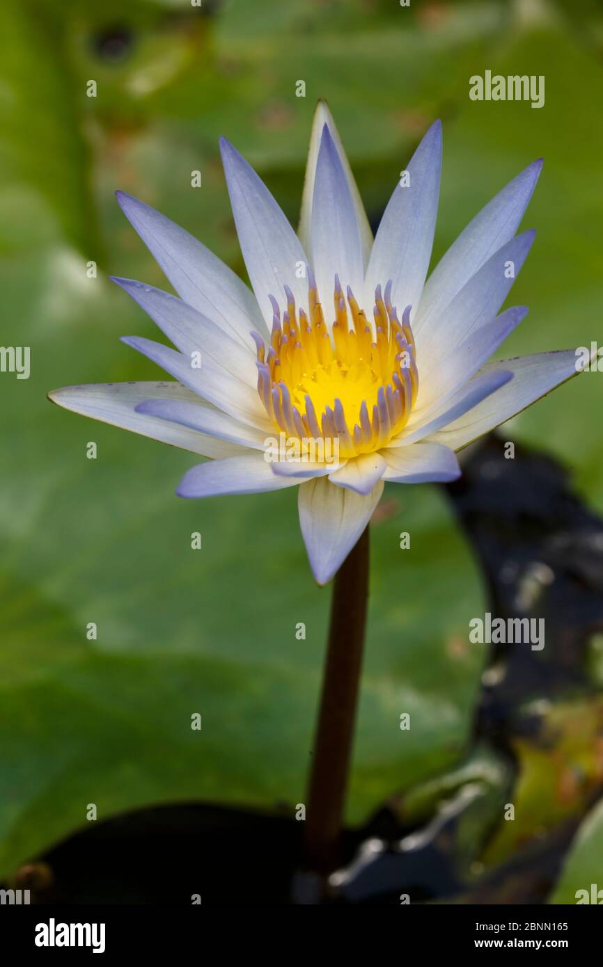 Blue water lily (Nymphaea stellata) flower, Costa Rica Stock Photo