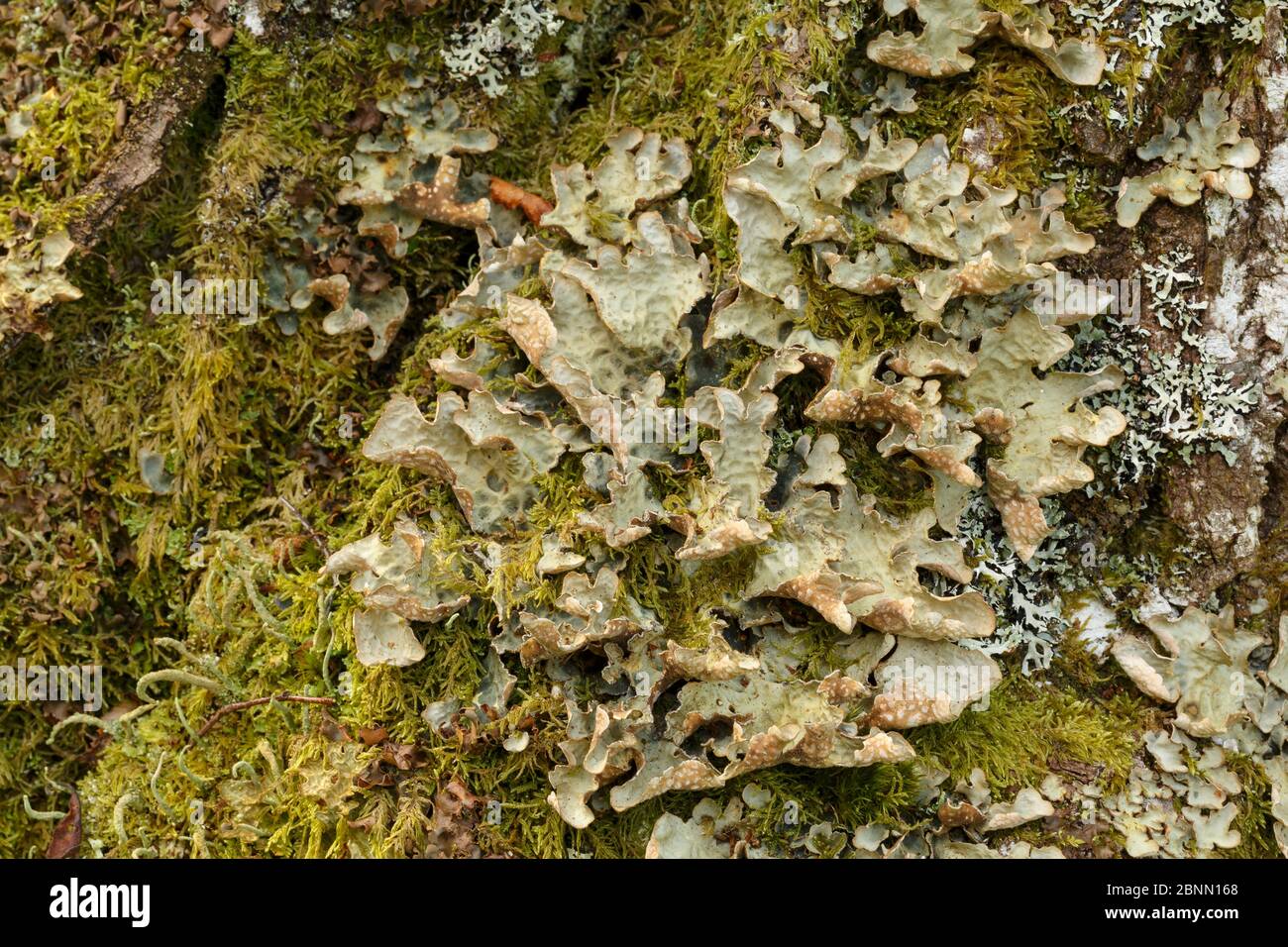 Foliose lichen (Lobaria scrobiculata) on birch bark. Sensitive to pollution. Drumnadrochit, Inverness, Scotland Stock Photo