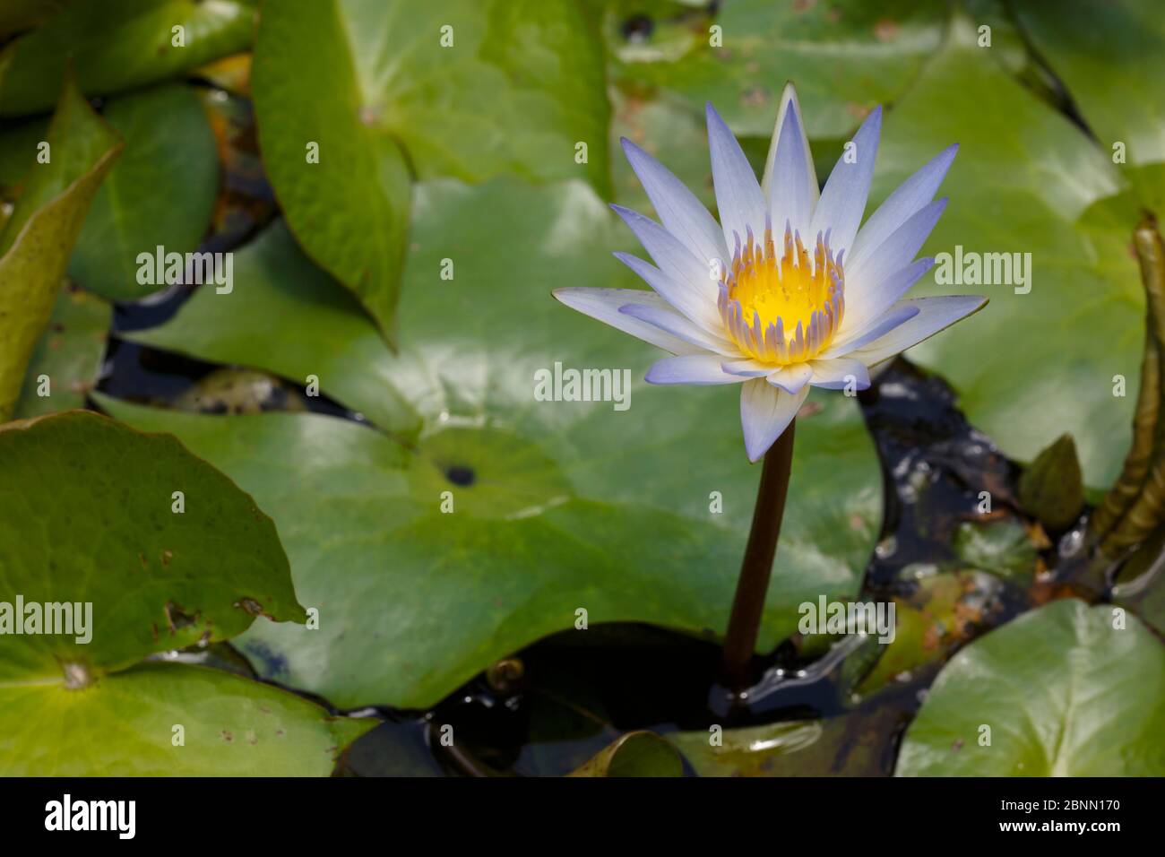 Blue water lily (Nymphaea stellata) flower, Costa Rica Stock Photo