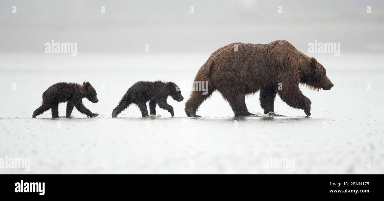 Coastal brown bear Ursus arctos - Coastal Brown Bear Ursus Arctos Female With Cubs Walking Along Shoreline In Shallow Water Lake Clarke National Park Alaska Usa September 2BNN175 