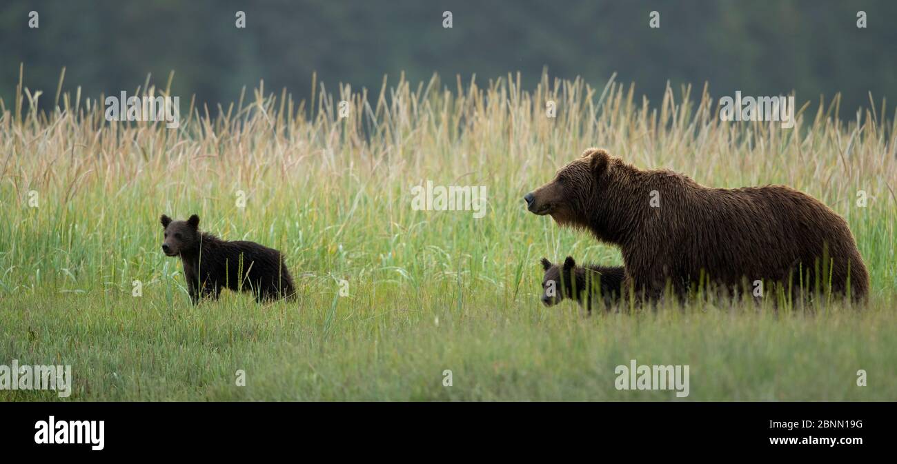 Coastal brown bear Ursus arctos - Coastal Brown Bear Ursus Arctos Female With Cubs In Meadow Lake Clarke National Park Alaska Usa September 2BNN19G 
