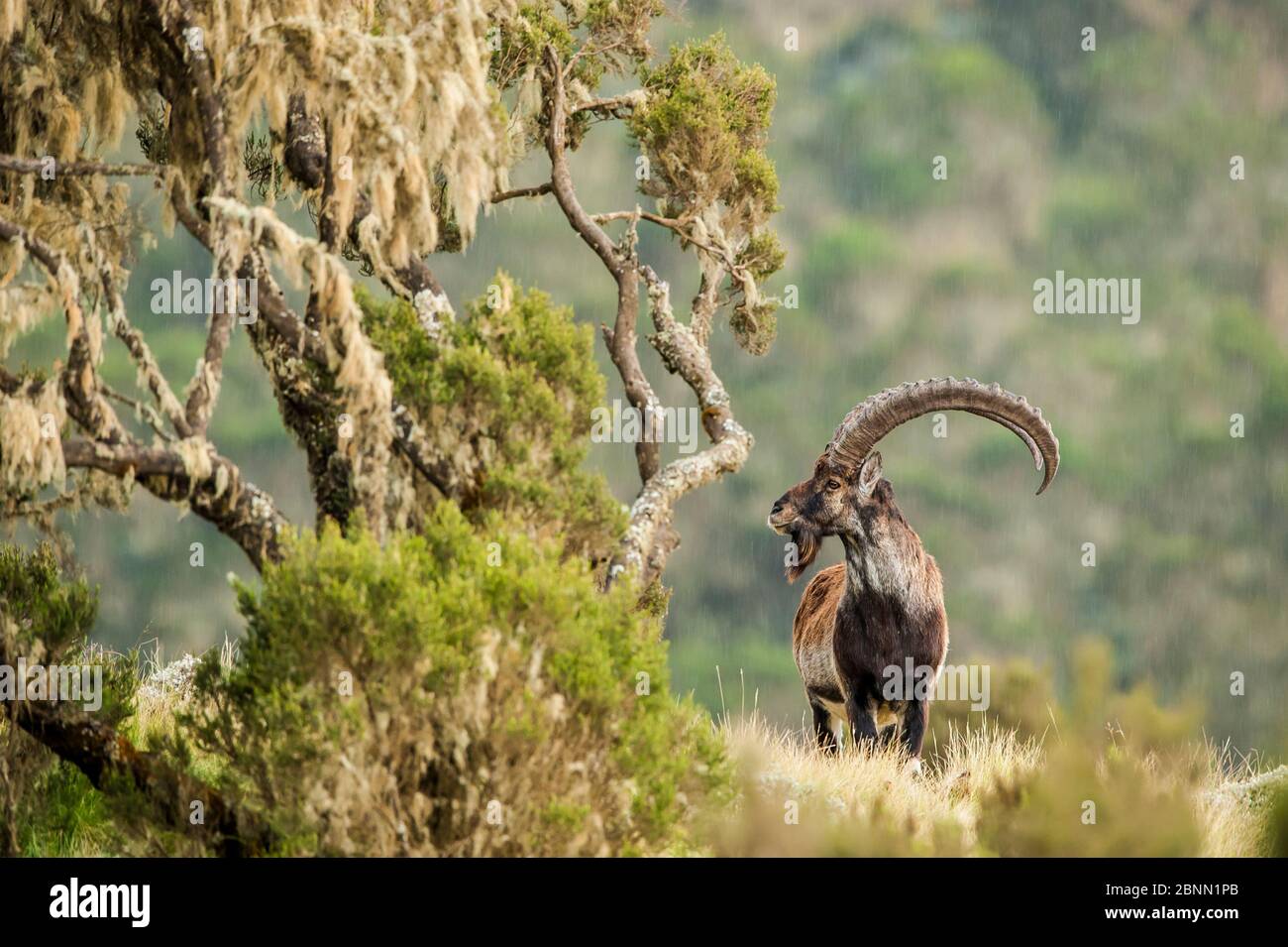 Walia ibex (Capra walie) in rocky landscape, Simien Mountains, Ethiopia. Stock Photo