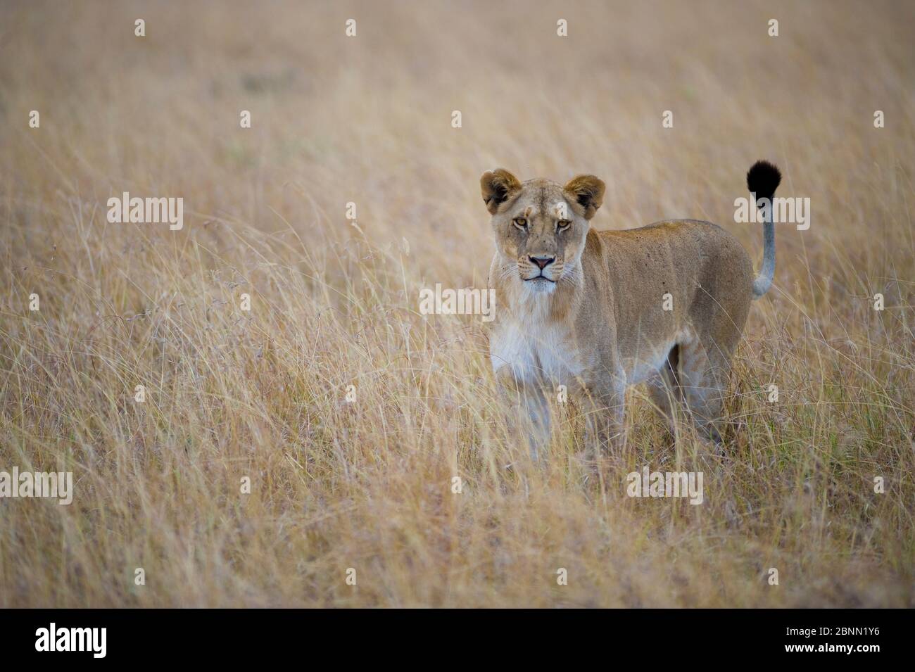 African lioness (Panthera leo) standing in long grass, Masai Mara Game ...