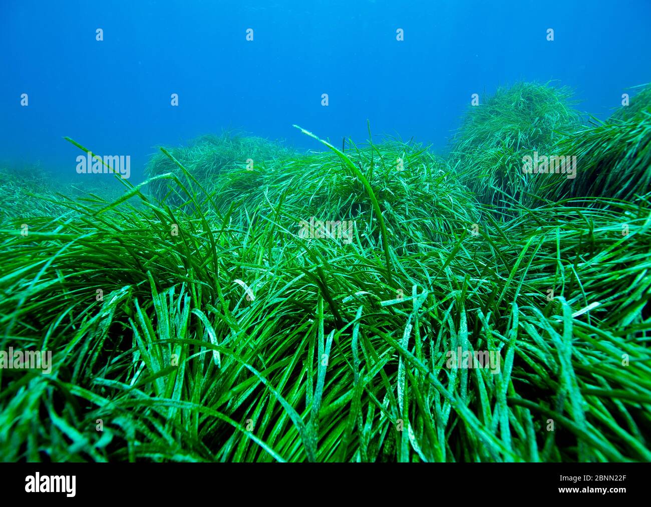 Neptune grass bed {Posidonia oceanica} Mediterranean Sea. Stock Photo