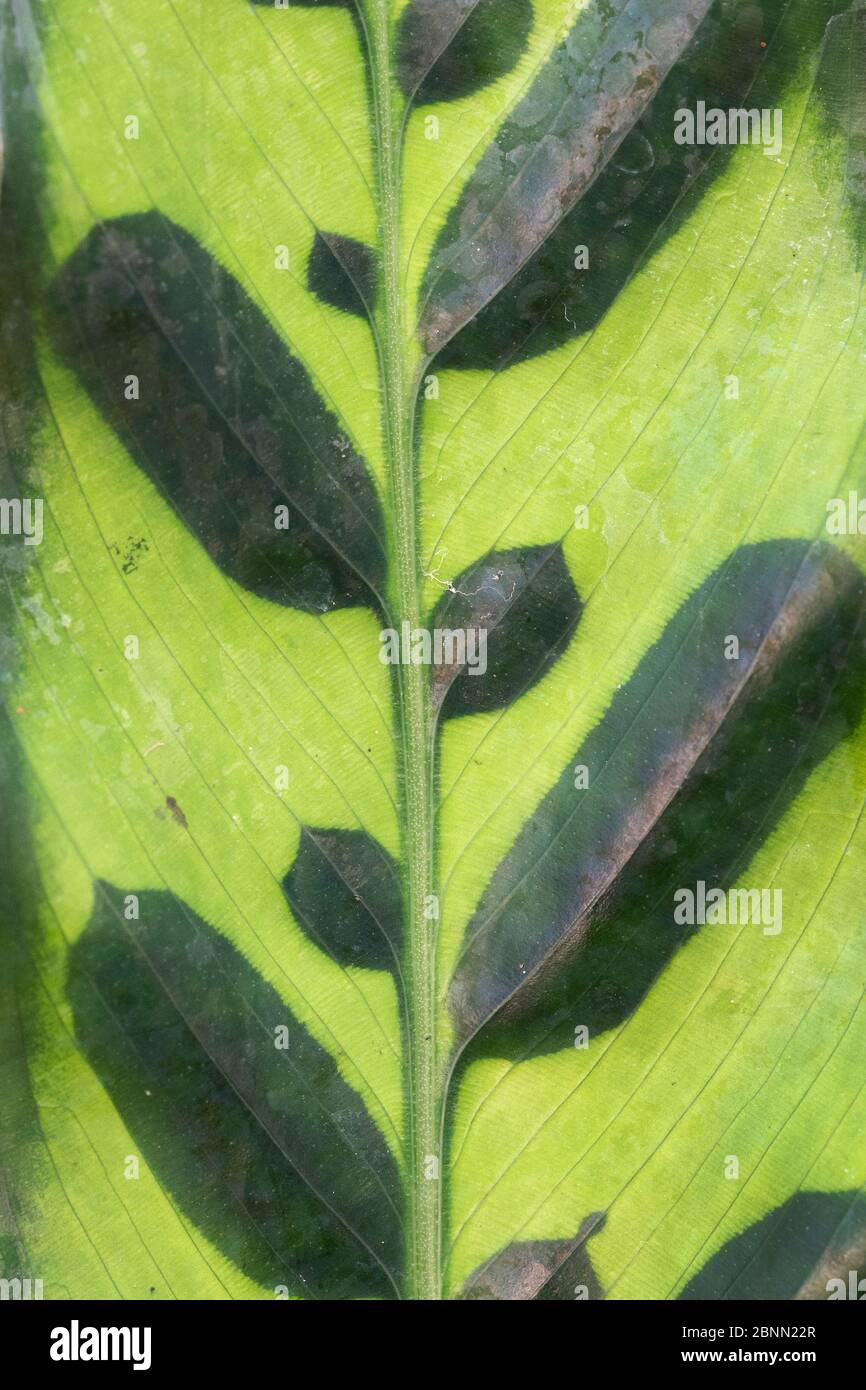 Close up of leaf of Rattlesnake plant (Calathea lancifolia), occurs in Brazil. TU Delft Botanical Garden, Netherlands, August. Stock Photo