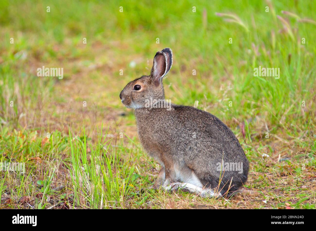Snowshoe rabbit hires stock photography and images Alamy