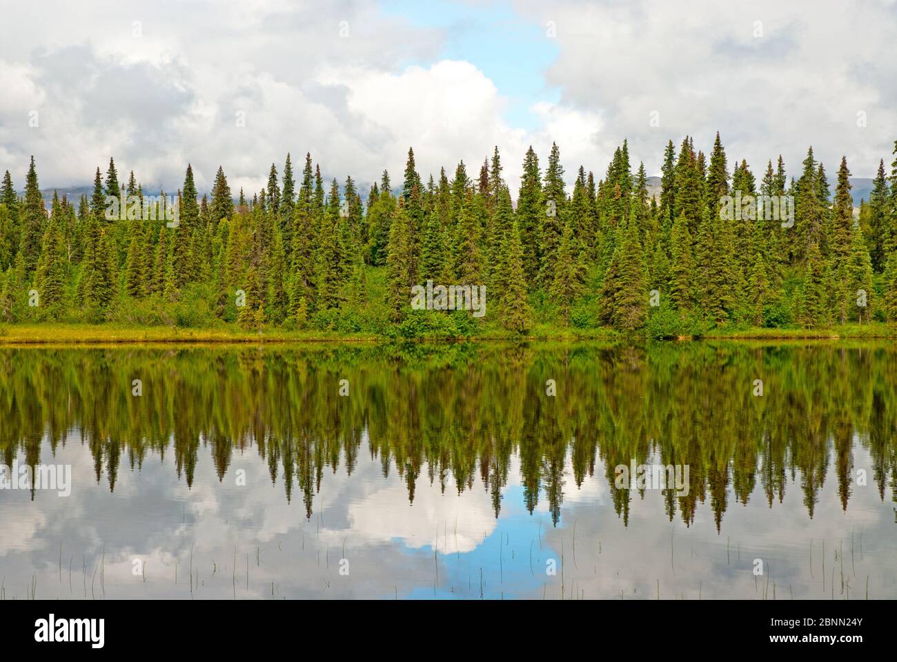 Evergreen forest reflection in Alaska Stock Photo Alamy