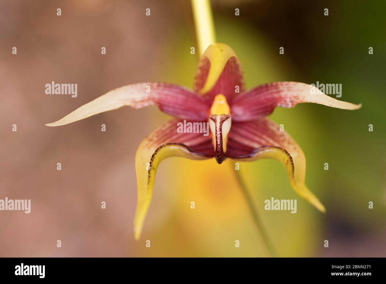 Orchid (Bulbophyllum sp) flower, Botanic Garden Leiden, Netherlands, July. Stock Photo