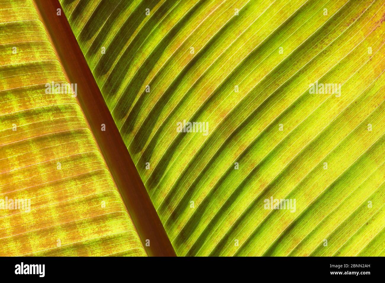 Ethiopian banana plant (Ensete ventricosum) close up of leaf. Occurs in Africa. Meise National Botanic Garden of Belgium, August. Stock Photo