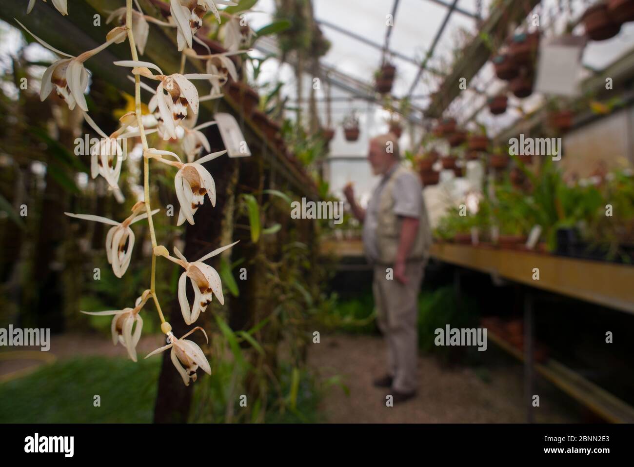 Orchid (Coelogyne swaniana) with botanist in the background, Botanic Garden Leiden, the Netherlands. September 2013. Stock Photo