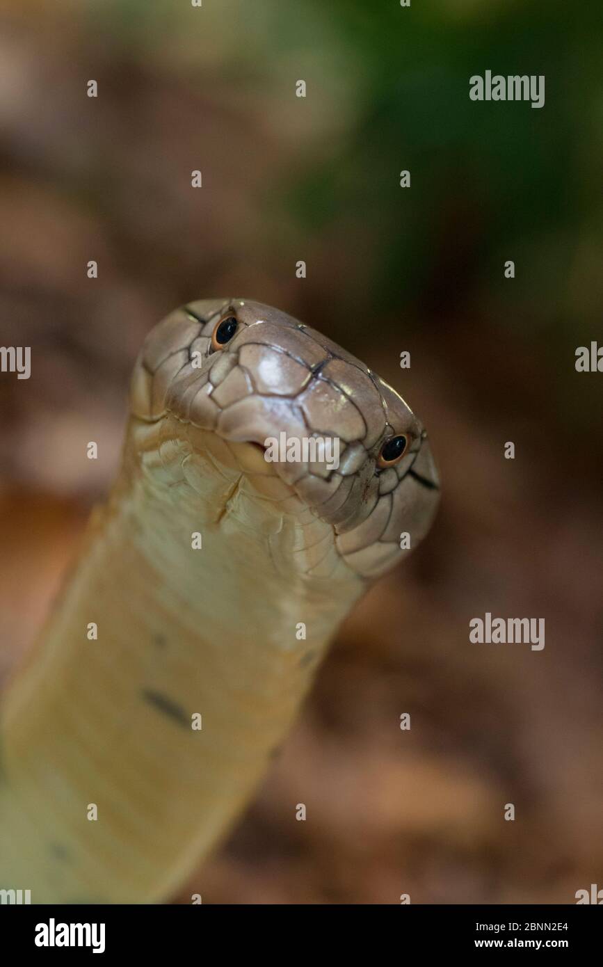 King cobra (Ophiophagus hannah) captive occurs in Asia. Stock Photo