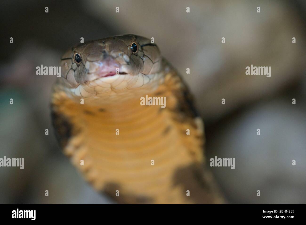 King cobra (Ophiophagus hannah) captive, occurs in Asia. Stock Photo