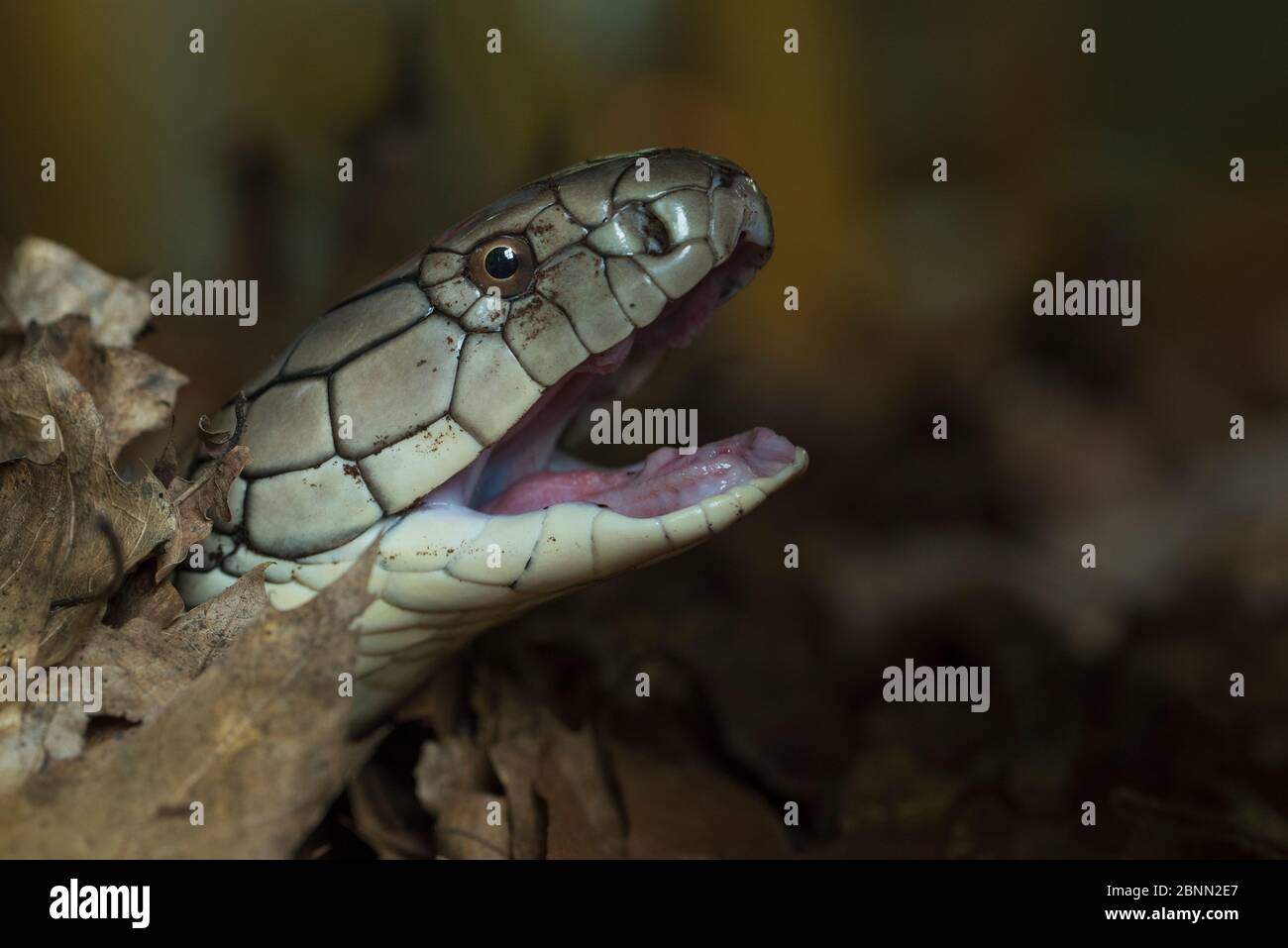King cobra (Ophiophagus hannah) captive occurs in Asia. Stock Photo