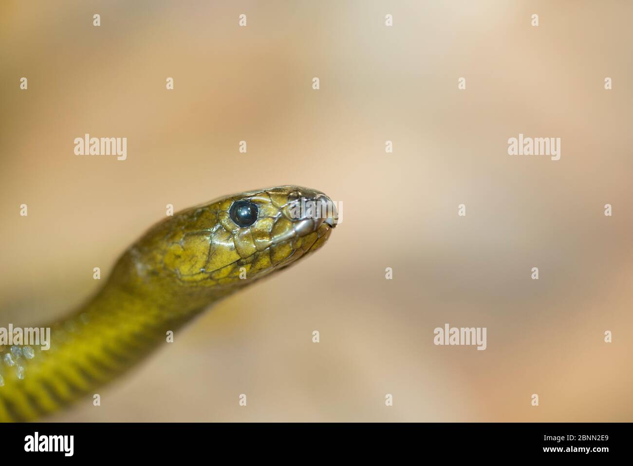 Inland taipan (Oxyuranus microlepidotus) portrait,  captive occurs in Australia. Extremely venomous. Stock Photo