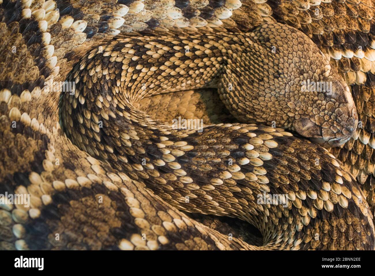 Beautiful view of Feeding Guide For Captive Eastern Diamondback