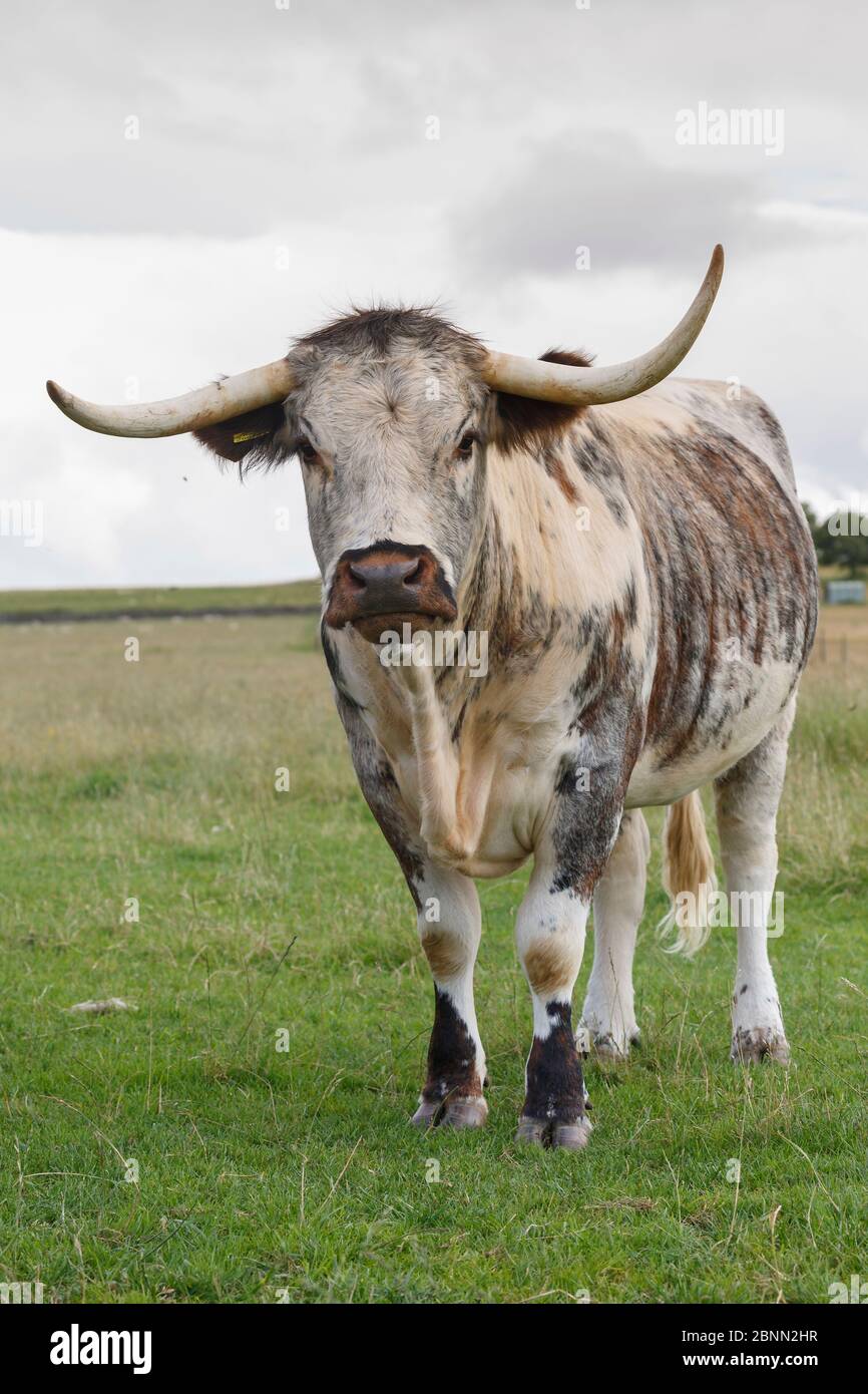 English Longhorn cattle, Derbyshire, UK Stock Photo Alamy