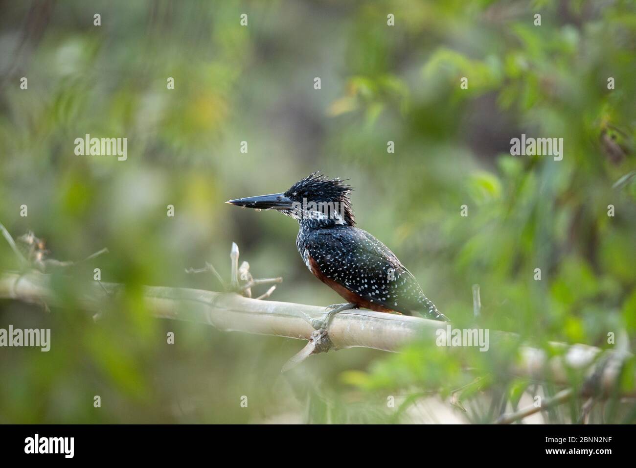 Giant kingfisher (Megaceryle maxima) perched on a branch, Gambia, Africa, April 2016 Stock Photo