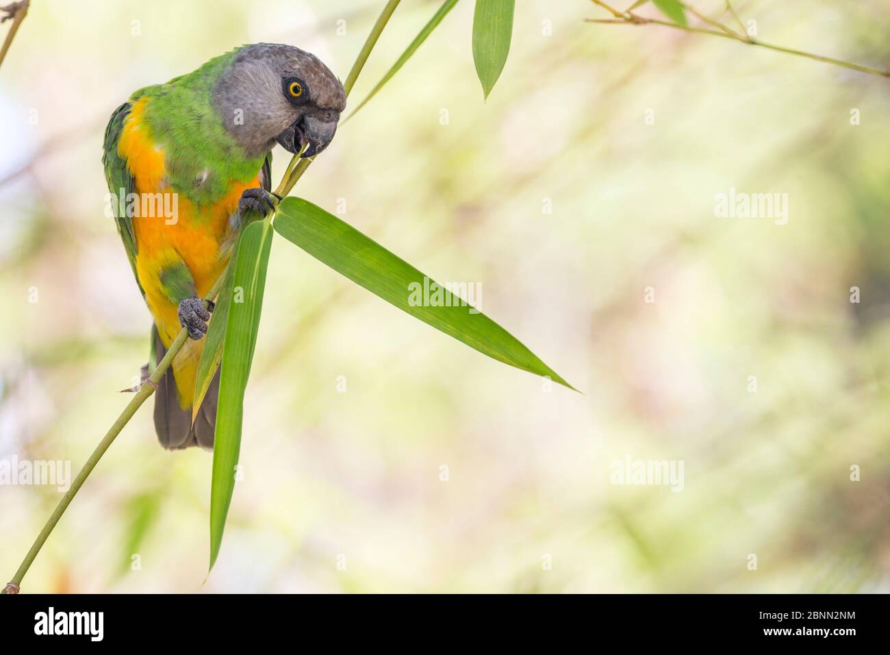 Senegal parrot {Poicephalus senegalus} feeding on leaves. Gambia, Africa. April 2016 Stock Photo