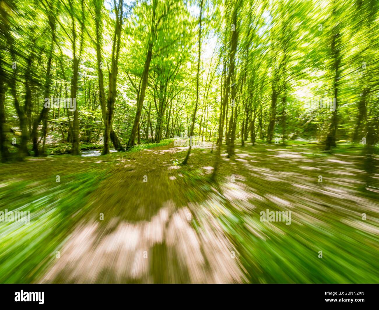 Stunning Spring Green nature color in forest while running simulated sprinter run intentionally blurry trail foottrail Zeleni vir Skrad Croatia Europe Stock Photo