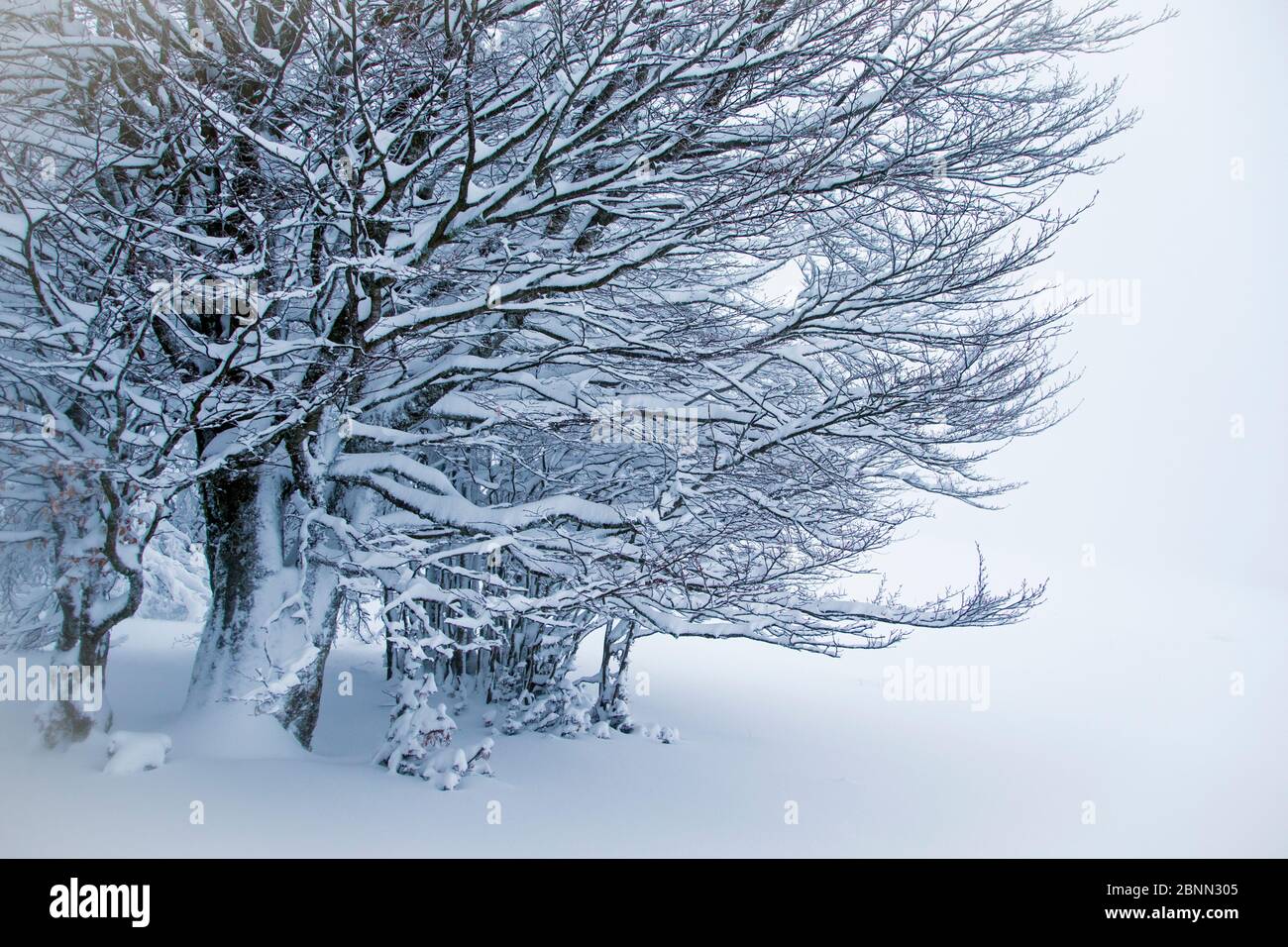 European / Common beech tree (Fagus sylvatica) trees covered in snow, Hohneck, Vosges, France, January Stock Photo