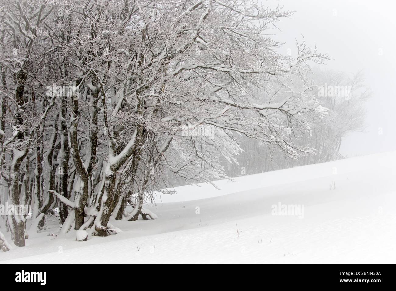European / Common beech tree (Fagus sylvatica)trees covered in snow, Hohneck, Vosges, France, January Stock Photo