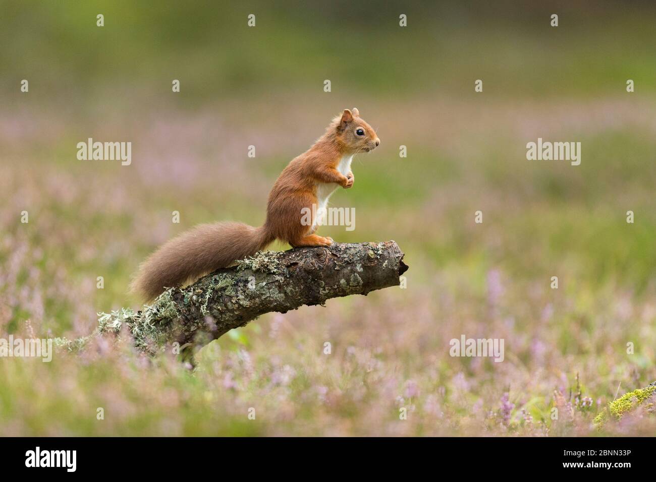 Red Squirrel (Sciurus vulgaris) in summer coat on log amongst heather , Scotland, UK. September. Stock Photo