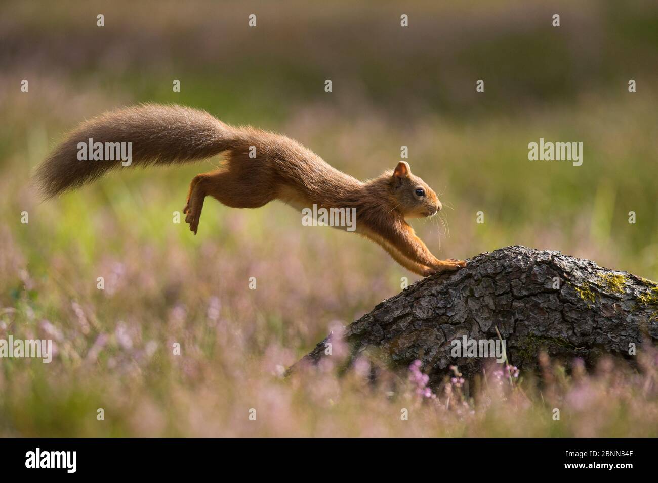 Red Squirrel (Sciurus vulgaris) in summer coat landing on fallen log amingst heather , Scotland, UK. September. Stock Photo