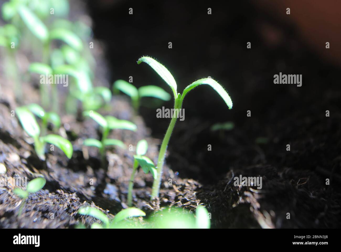 Tomato seedlings growing Stock Photo