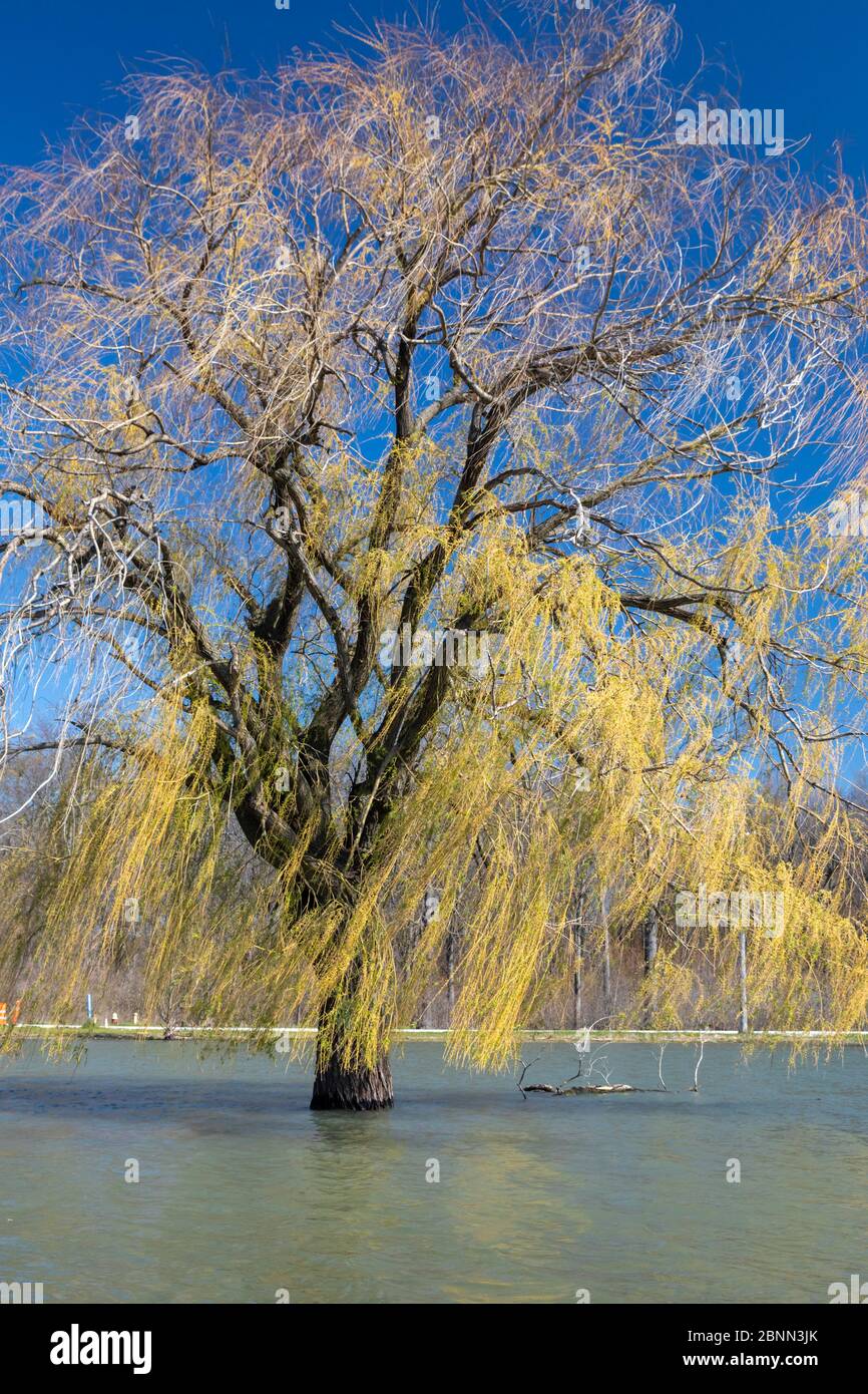 Detroit, Michigan - Record high water levels on the Great Lakes have led to flooding on Lake Okonoka, a lake on Belle Isle in the Detroit River. Stock Photo