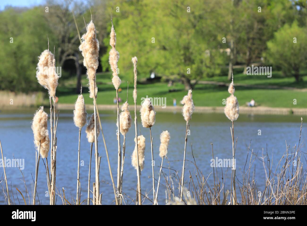The Model Boating Pond in spring sunshine on Hampstead Haeth, in north London, UK Stock Photo