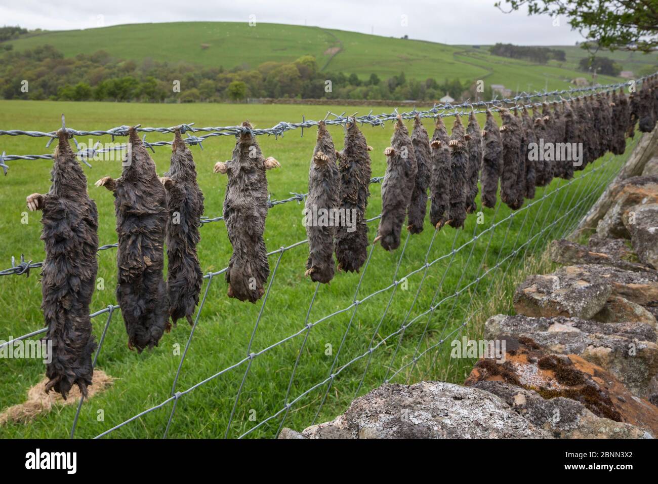 Dead moles (Talpa europea) hung up in a line on barbed wire. Durham, UK. May. Stock Photo
