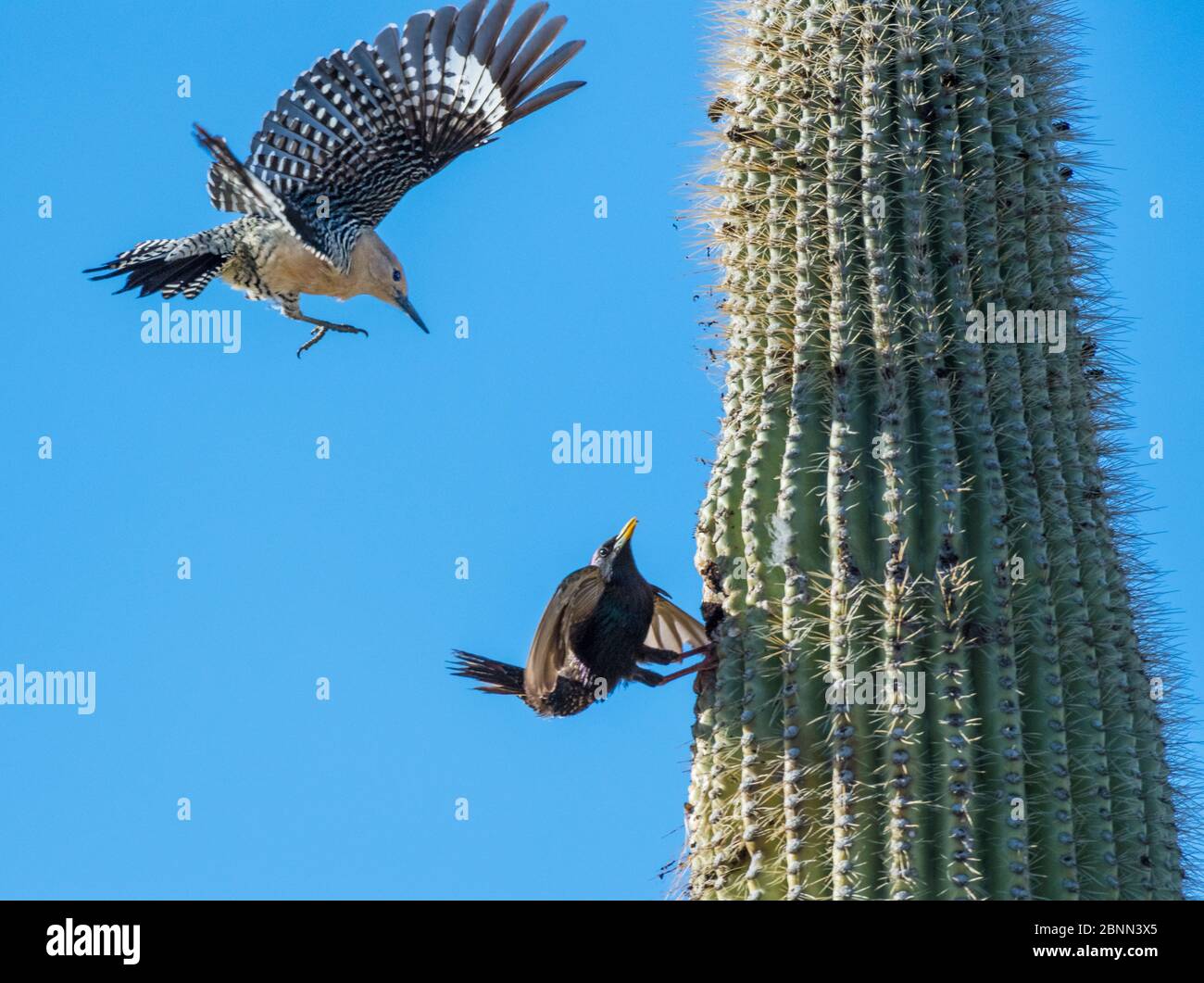 Gila woodpeckers  (Melanerpes uropygialis) defending their nest hole in a Saguaro cactus from Starling (Sturnus vulgaris) Arizona, USA. Stock Photo