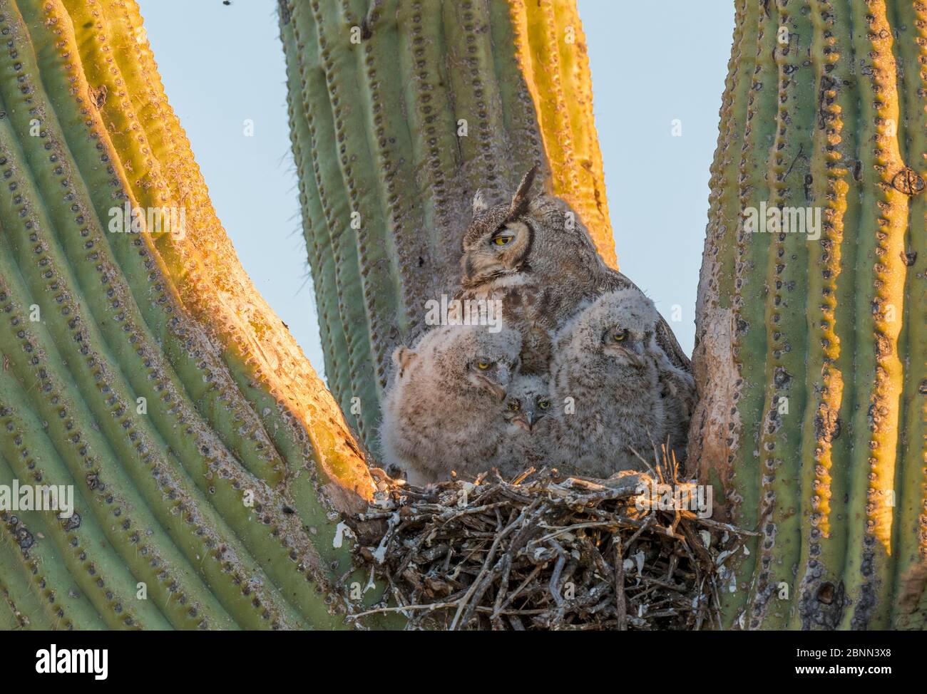Horned owl (Bubo virginianus) nest in Saguaro cactus, with parent and chicks, Santa Catalina Mountain Foothills, Sonoran Desert, Arizona, USA, April. Stock Photo