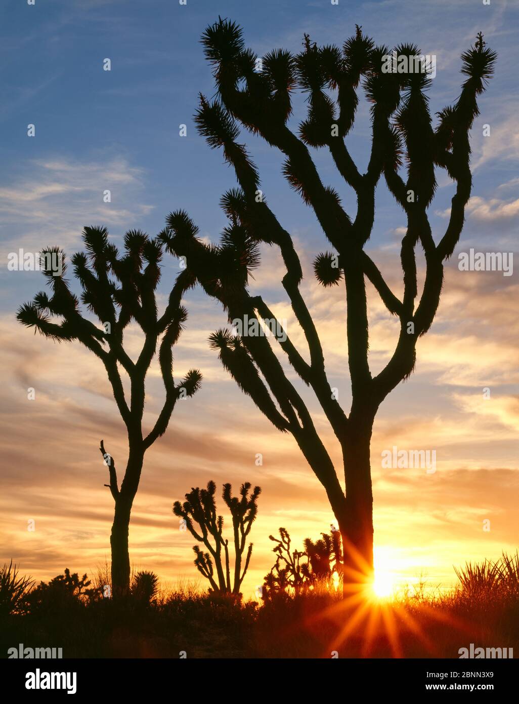 Joshua trees (Yucca brevifolia) silhouetted with the sun setting on the horizon. Mojave Trails National Monument. Preserve, California, USA. Stock Photo
