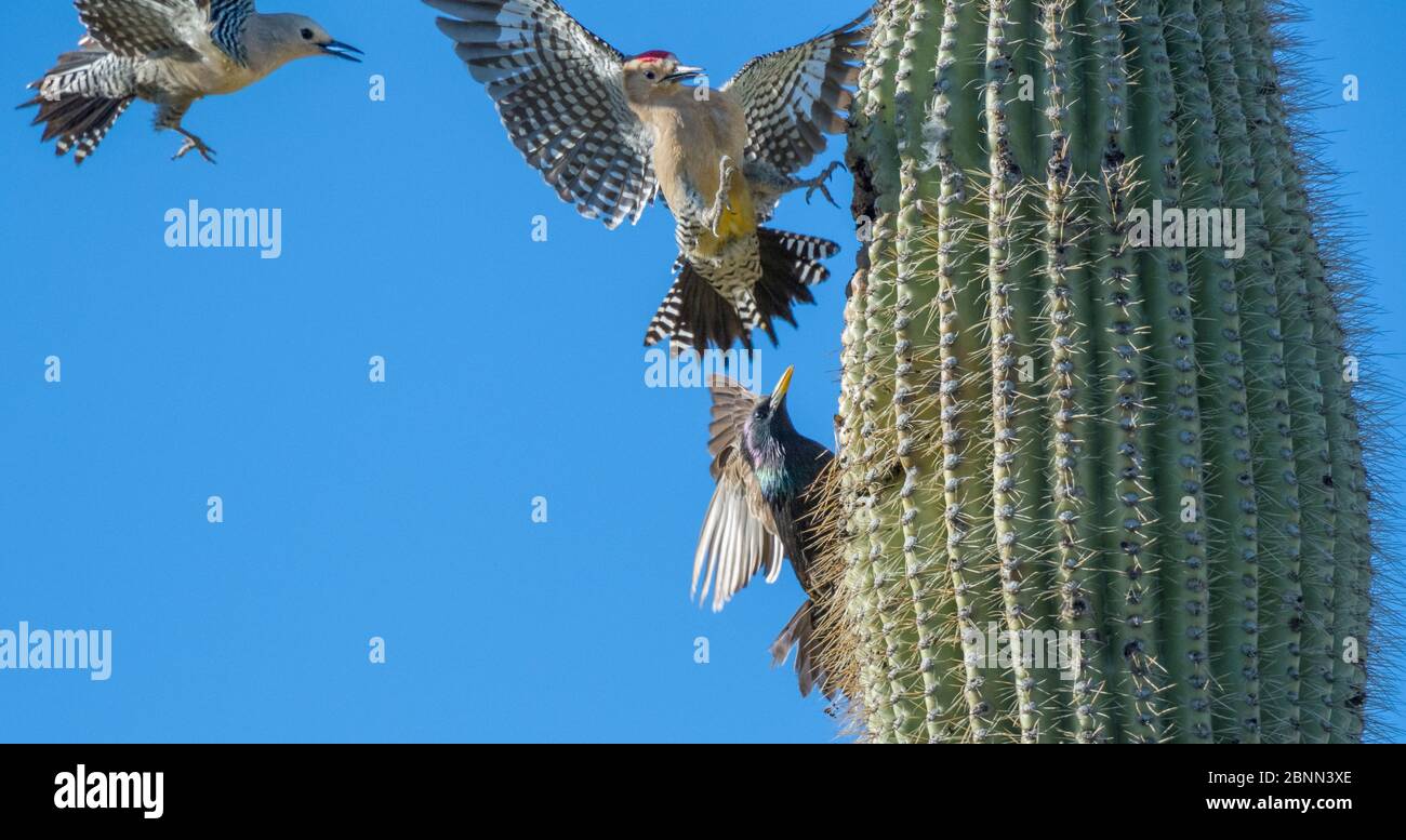 Gila woodpeckers  (Melanerpes uropygialis) defending their nest hole in a saguaro cactus from Starling (Sturnus vulgaris) Arizona, USA. Stock Photo