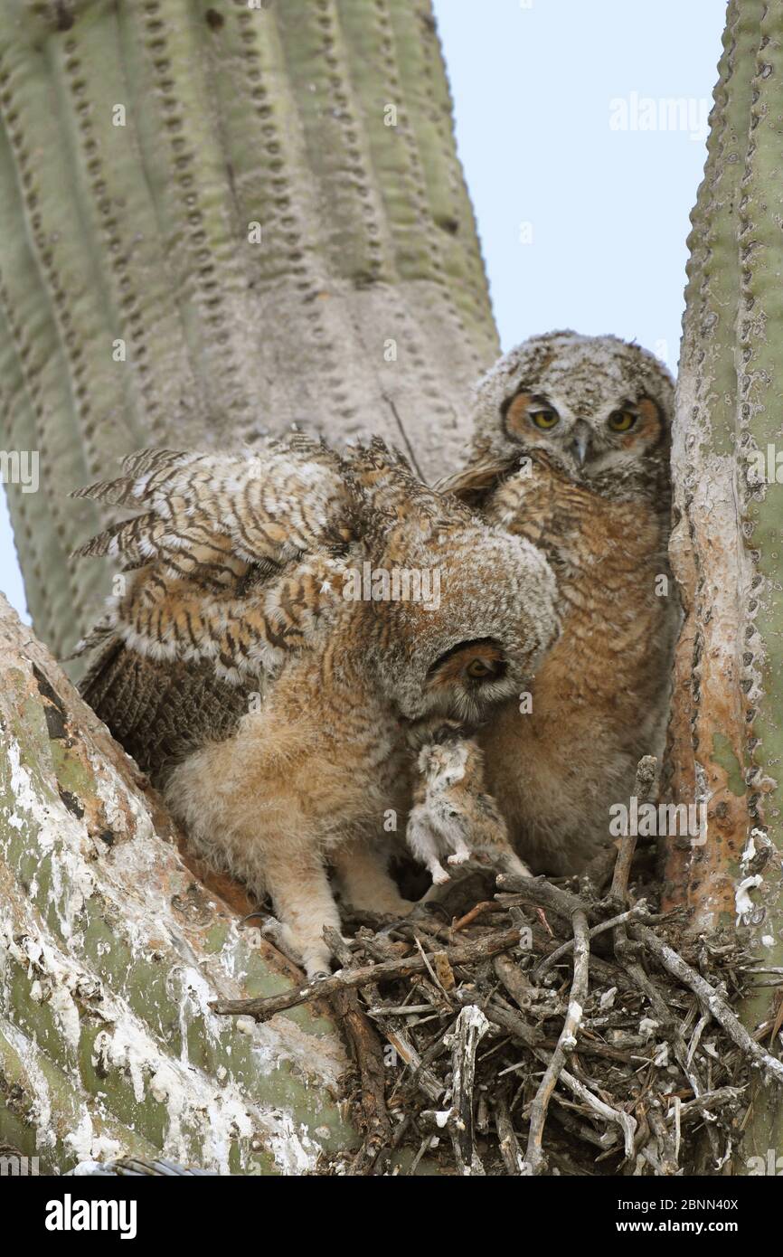 Great horned owl (Bubo virginianus) chicks eating in nest in Saguaro