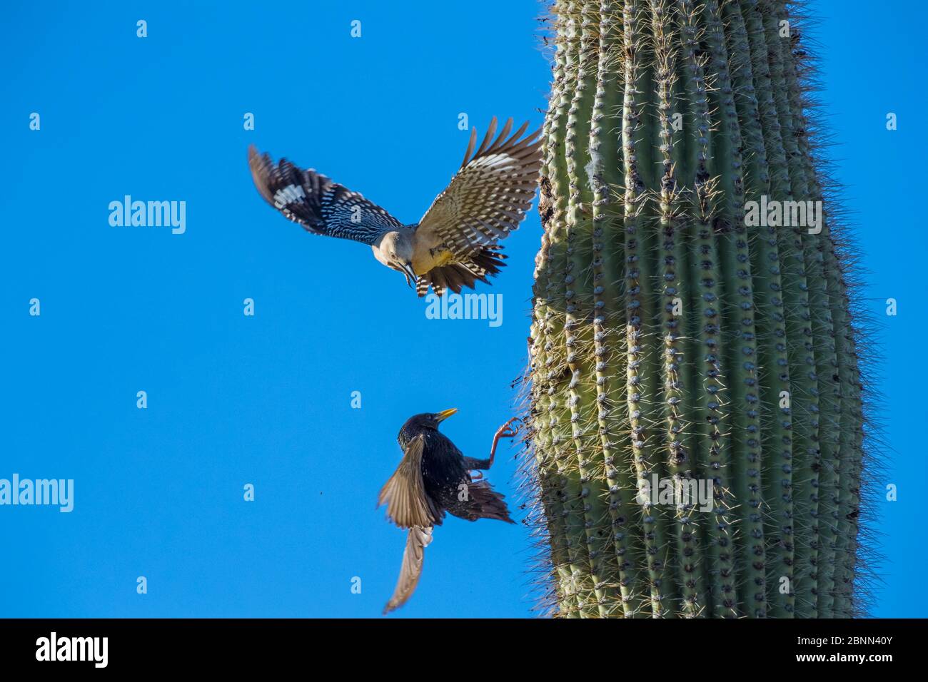 Gila woodpecker  (Melanerpes uropygialis) defending nest hole in a Saguaro cactus from Starling (Sturnus vulgaris) Arizona, USA. Stock Photo