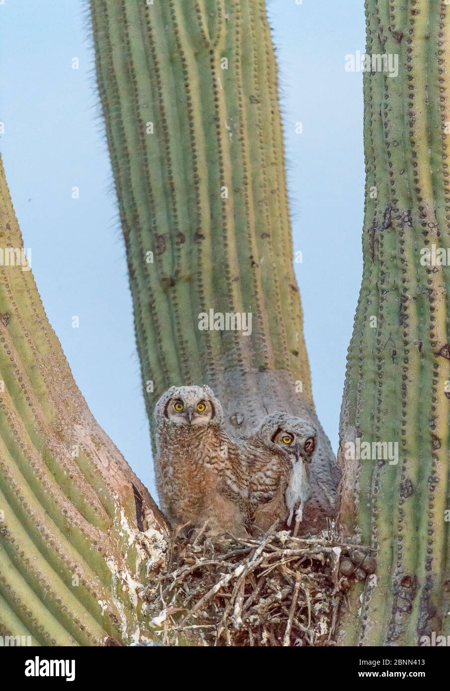 Great horned owl (Bubo virginianus) chicks in the nest eating rats, in Saguaro cacus (Carnegiea gigantea), Santa Catalina Mountain Foothills, Sonoran Stock Photo
