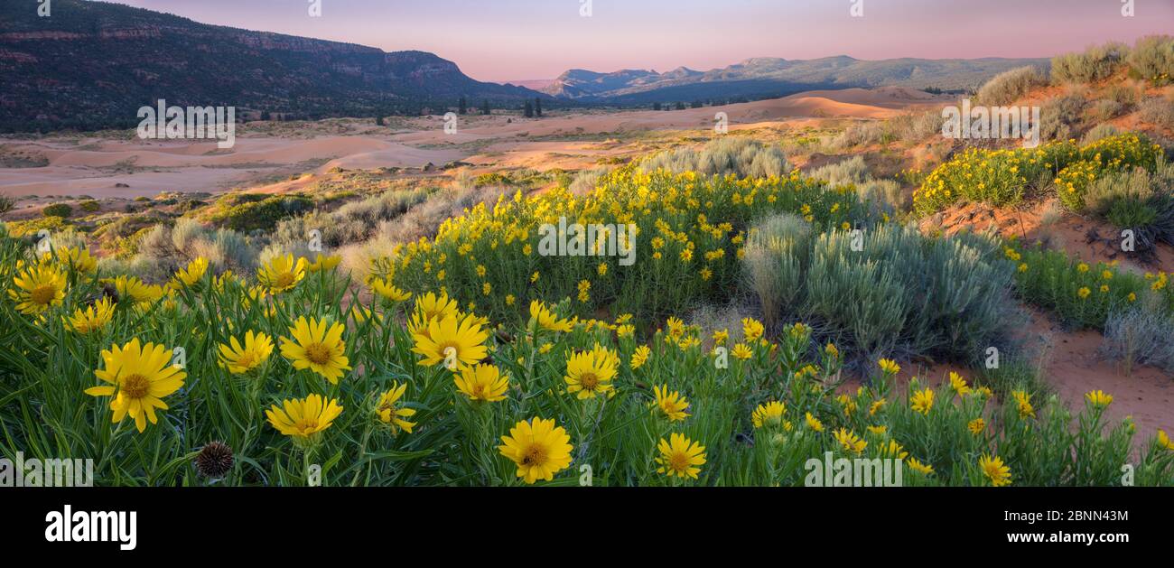 Mulesears (Wyethia sp) at dawn flowering  on hillsides in Coral Pink Dunes State Park, Utah, USA. Stock Photo